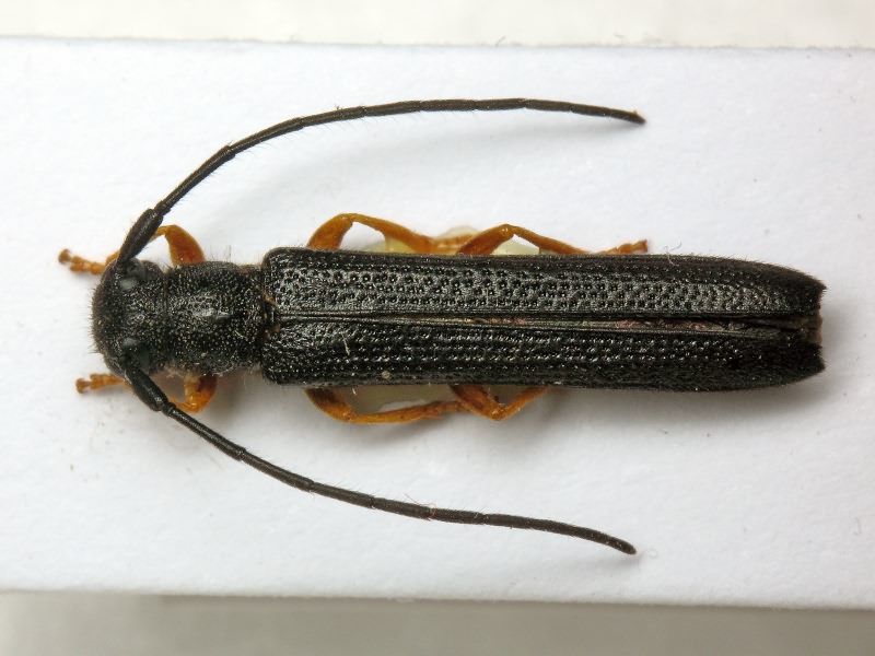 Oberea linearis (Linnaeus, 1761)